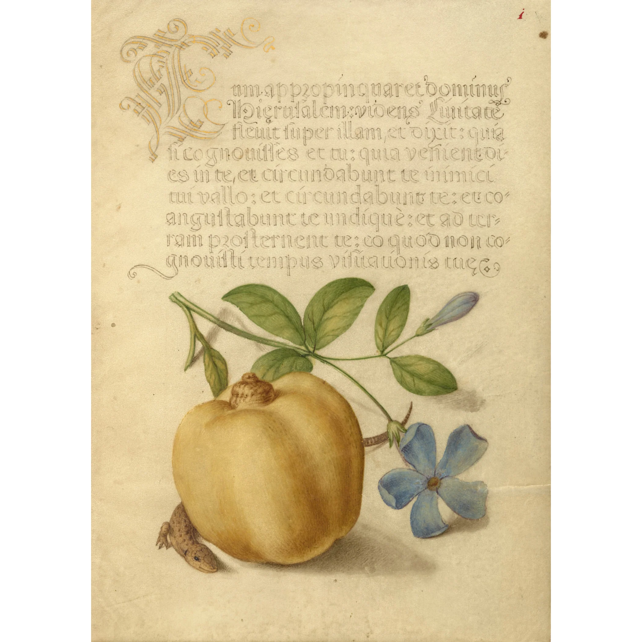 Periwinkle Brooch - Image 4